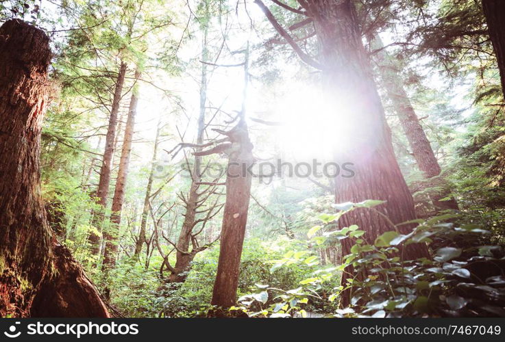 Rain forest with dense vegetation