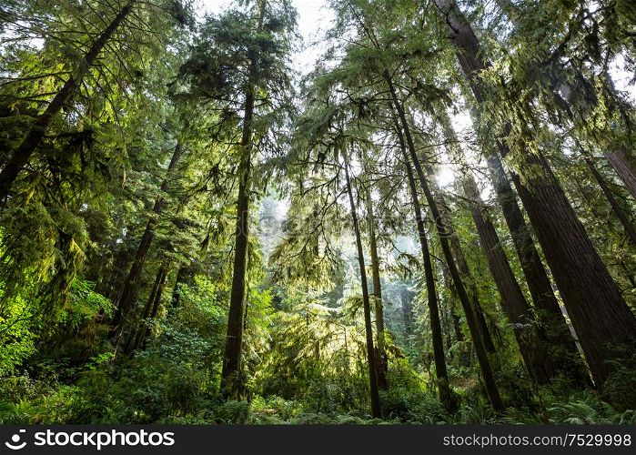Rain forest with dense vegetation