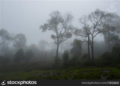 rain forest with fog