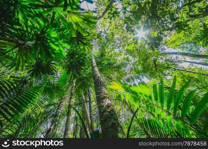 Rain forest with the sun behind