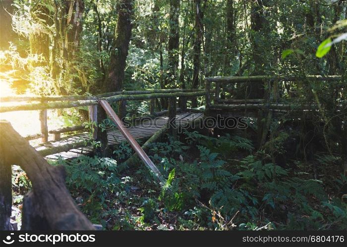rain forest wood walk way in Ang Ka nature trail located in Doi inthanon national park, the highest peak in Thailand