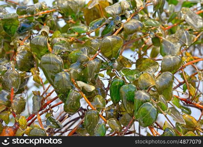 Rain frozen and leaves in ice