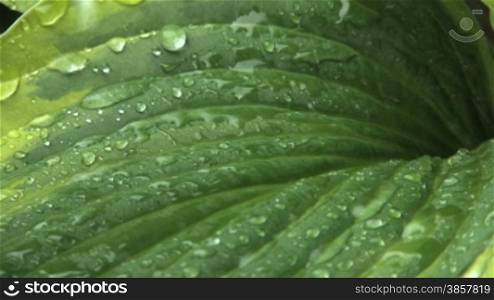 Rain hitting and running off large leaves (with audio)