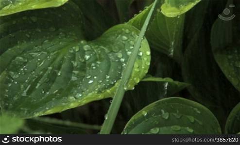 Rain hitting and running off large leaves (with audio)