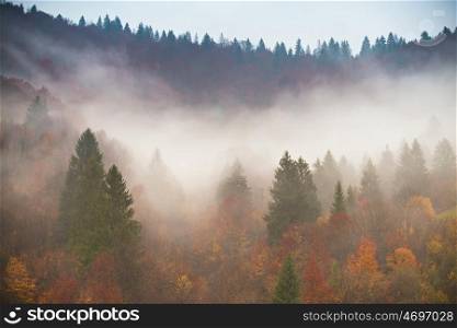 Rain in autumn colorful forest. Clouds of fog at rainy day in mountains. Pine, spruce, hornbeam and beech woodland