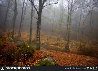 rain in the forest at the portuguese national park