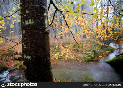rain in the forest at the portuguese national park