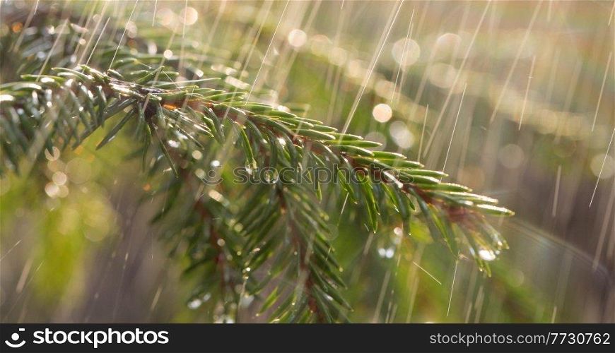 Rain on a sunny day. Close-up of rain on the background of an evergreen spruce branch.