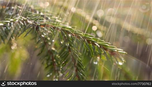 Rain on a sunny day. Close-up of rain on the background of an evergreen spruce branch.