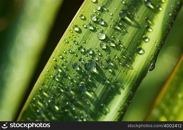 Rain on a yucca leaf