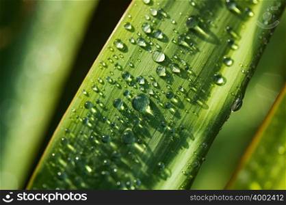 Rain on a yucca leaf