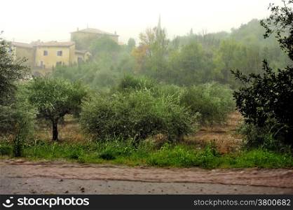 Rain on an olive grove in the French countryside in the Cevennes