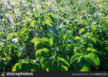 rain waters on the field of potatoes