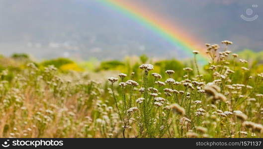 Rainbow and drops of rain on a sunny day with Fynbos flowers of Cape Town in the foreground