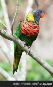 rainbow lorikeet parrot on branch
