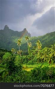 Rainbow on Moorea island jungle and mountains landscape. French Polynesia. Rainbow on Moorea island jungle and mountains landscape
