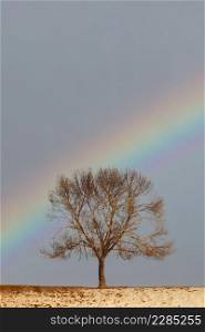 Rainbow over a Lonely tree under a blue sky