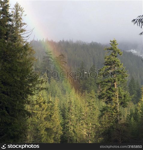 Rainbow over forest