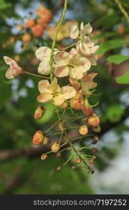 Rainbow shower tree in nature