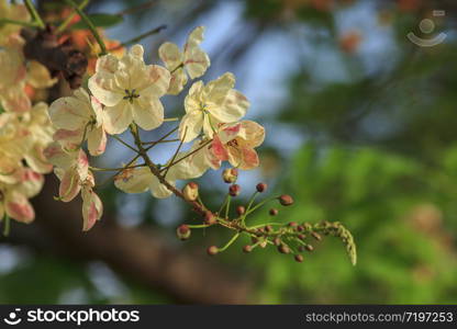 Rainbow shower tree in nature