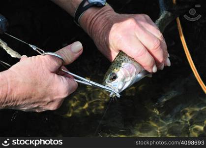 Rainbow trout caught by a female senior citizen fly-fishing on the Firehole River in Yellowstone National Park. The hook is being removed from the fish in order to release it.