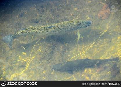 Rainbow trout in the water. Rainbow trout in the water in the trout farm