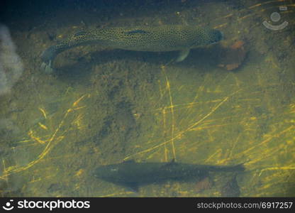 Rainbow trout in the water. Rainbow trout in the water in the trout farm