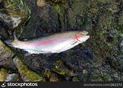 Rainbow trout landed in shallow part of river bed with sunshine reflection