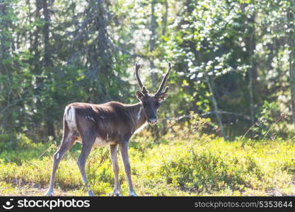 raindeer in Norway