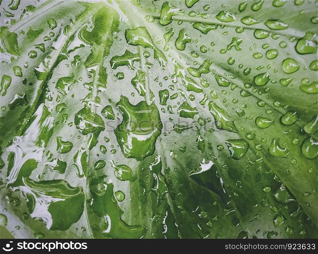 Raindrop on green leaves nature background