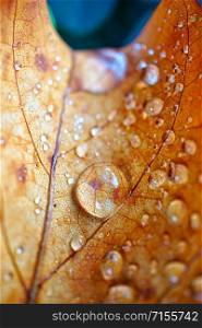 raindrop on the brown leaf in autumn season, autumn colors in the nature