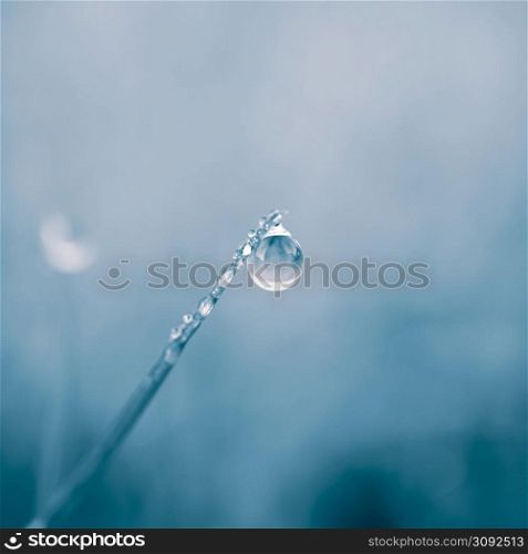 raindrop on the grass leaf in spring season in rainy days