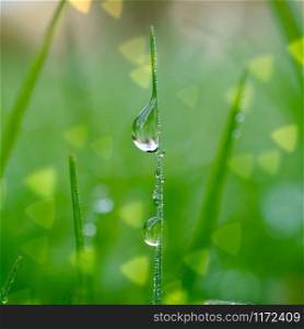 raindrop on the grass leaf in the nature, rainy days in winter