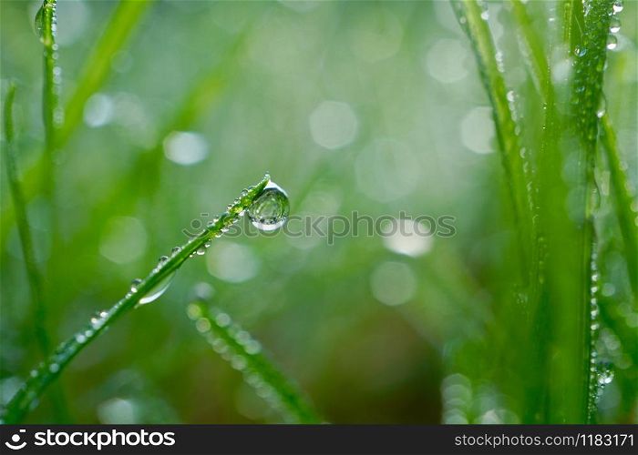 raindrop on the green grass in rainy days, green and bright background