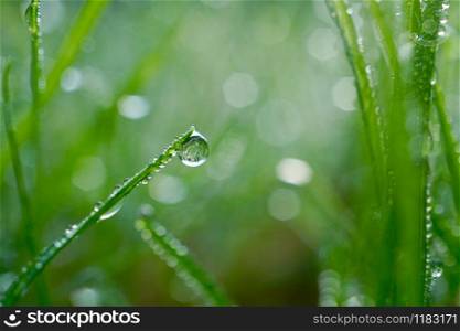 raindrop on the green grass in rainy days, green and bright background