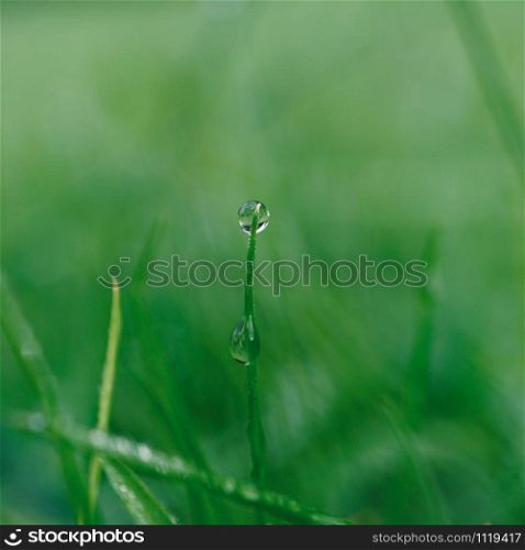 raindrop on the green grass in the nature, rainy days in autumn season, green background