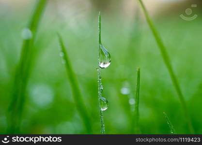 raindrop on the green grass in the nature, rainy days in autumn season, green background