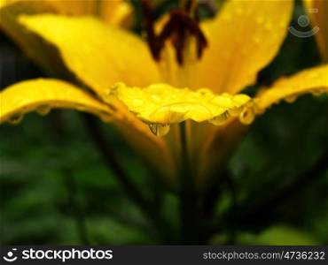 raindrop on the petal of yellow lilies on a green background. yellow liliy