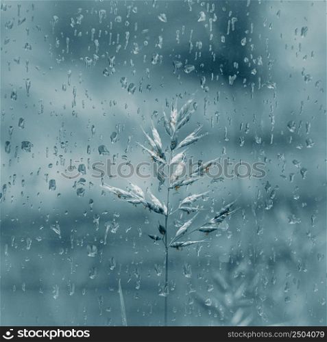 raindrops and plants in rainy days in spring season