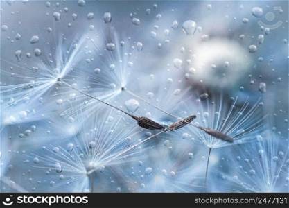     raindrops and white dandelion seed in rainy days in spring season