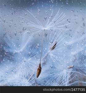                                raindrops and white dandelion seed in rainy days in spring season