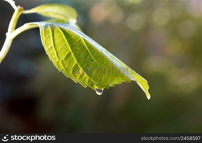 Raindrops falling onto a green leaf