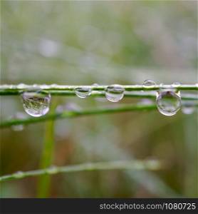 raindrops in the green grass in the nature in autumn season, green background