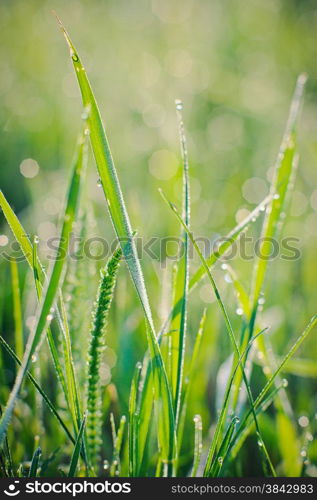 Raindrops on blades of grass