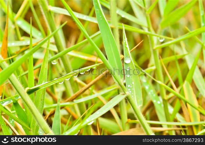 Raindrops on blades of grass
