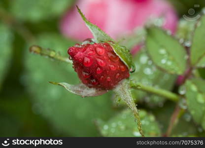 raindrops on crimson rose bud. rose bud
