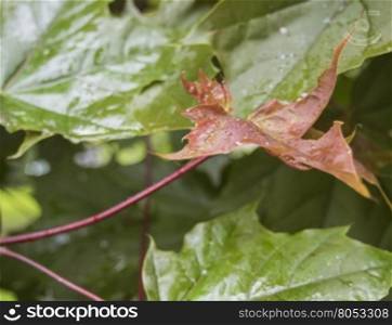 Raindrops on fallen autumn leaves. Autumn maple leaves with rain drop