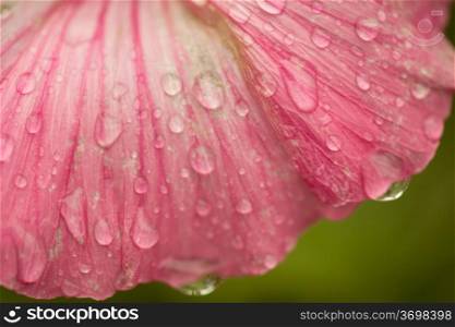 Raindrops on flower petals, macrograph, shallow depth of field