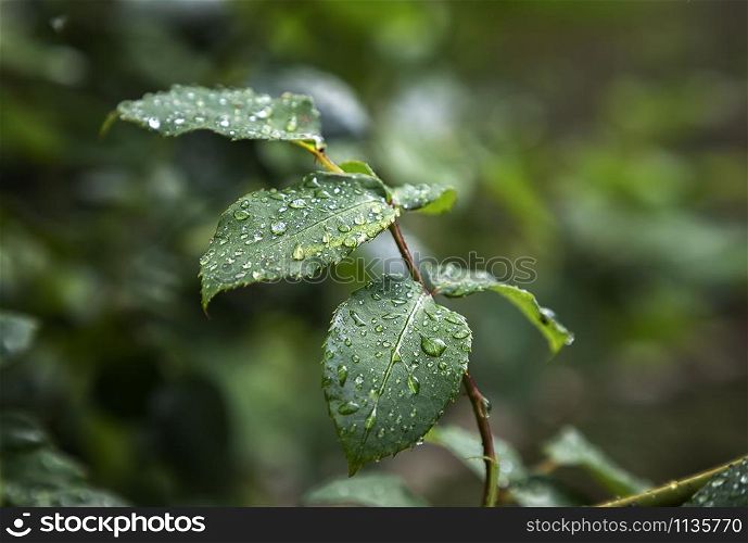 Raindrops on green leaves after rain. Nature background.