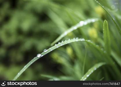 raindrops on green leaves, summer wallpaper